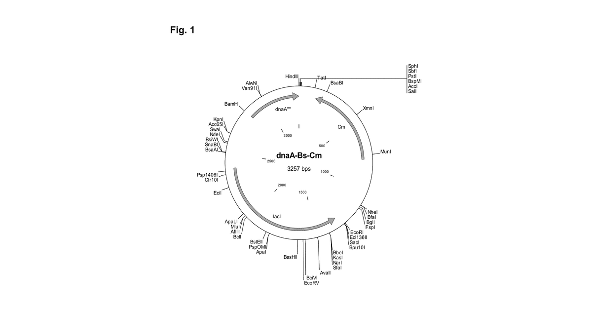 Patent drawing for Genetically modified bacteria and methods for genetic modification of bacteria