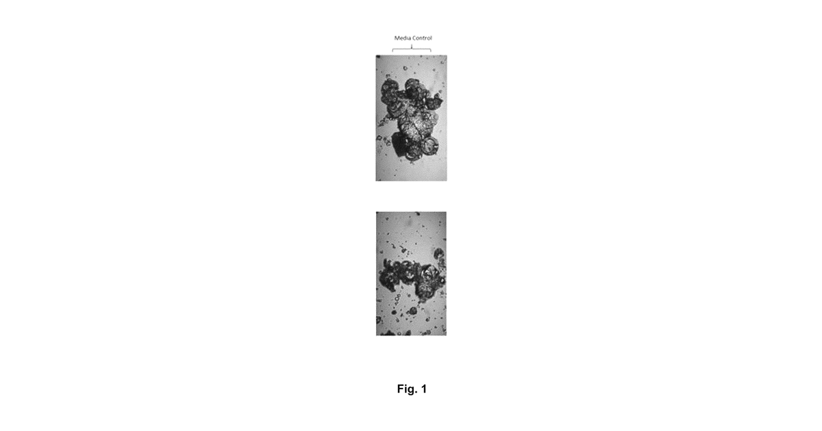 Patent drawing for Methods for the production and use of myceliated high protein food compositions