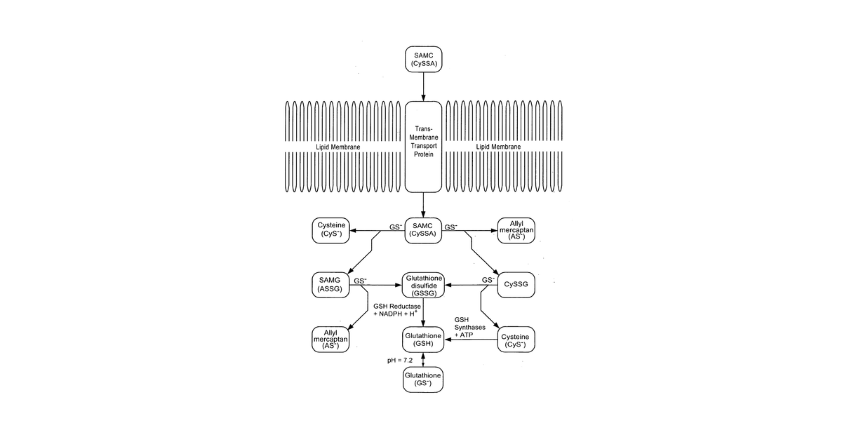 Patent drawing for Personal care and medicinal products incorporating orgnosulfur groups