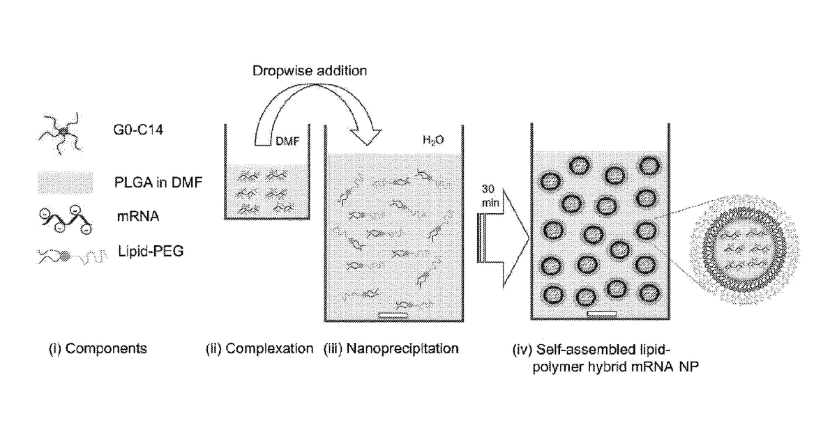 Patent drawing for Restoration of tumor suppression using mrna-based delivery system